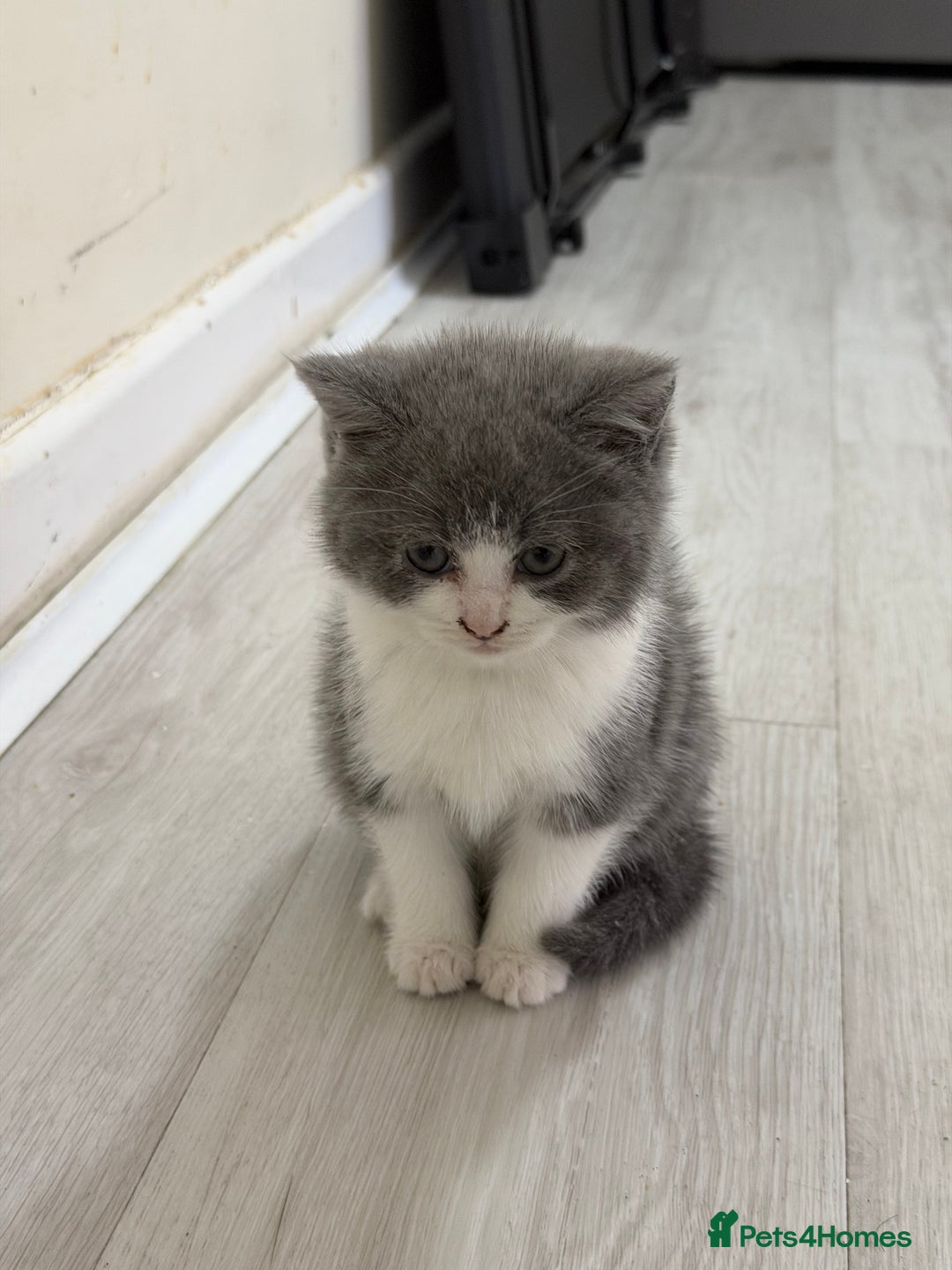 British Shorthair cats for sale:  Bargin BSH British short hair lovely kittens - Advert 2