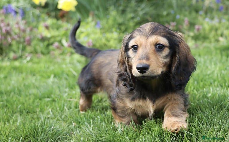miniature smooth haired dachshund puppies