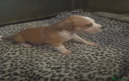 American Bull Staffy dogs for sale: American staffie puppies - Advert 14