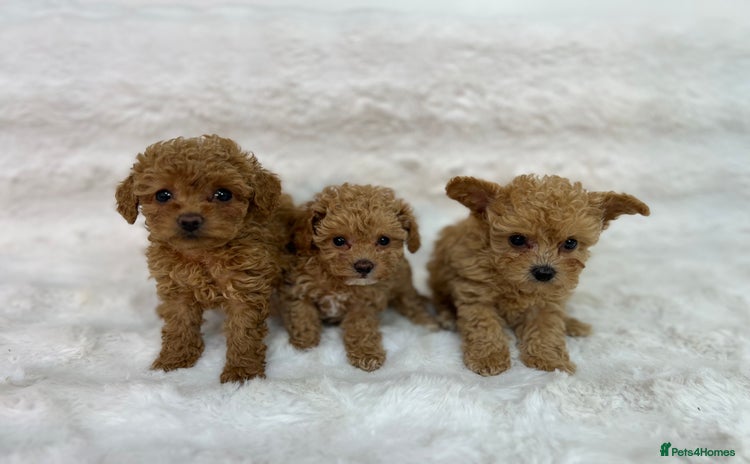 Maltipoo dogs - Advert 2