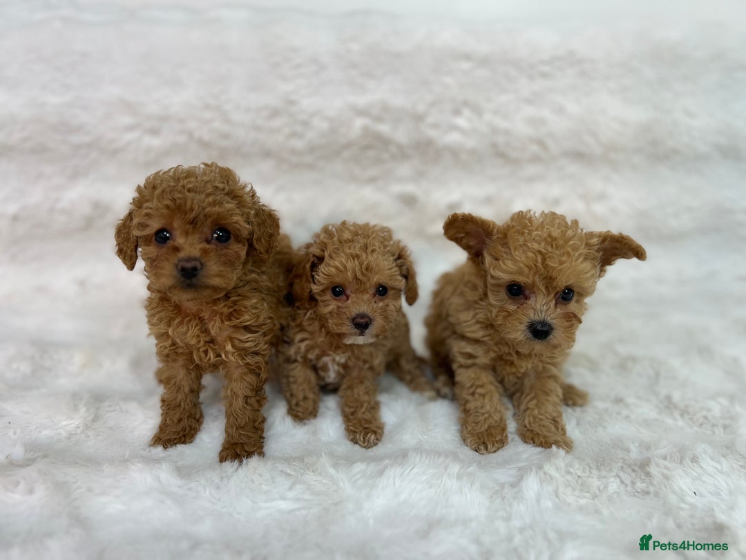 Maltipoo dogs for sale: 🐩Korean Maltipoo🐩 - Image 1