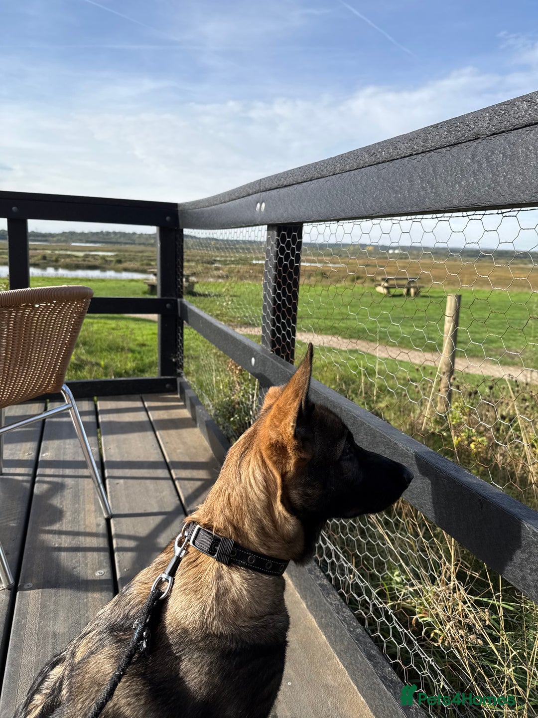 German Shepherd dogs for sale: Stunning Working line German Shepherd - Advert 20