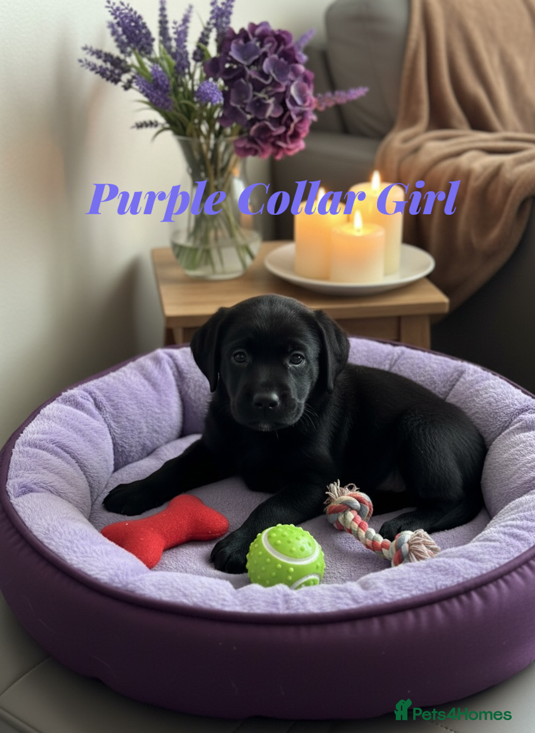Labrador Retriever dogs for sale: Stunning KC Puppies Health Tested Parents - Advert 5