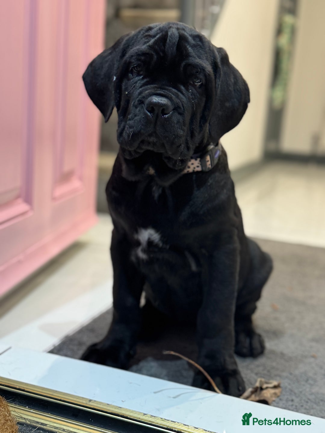 Neapolitan Mastiff dogs for sale:  3 black girl Neapolitan mastiff puppie Newcastle  - Advert 6