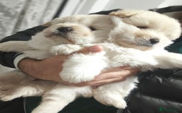 Chow Chow dogs for sale: Chow chow  - Advert 2