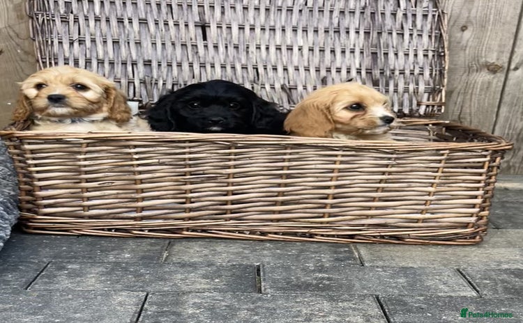 Cavapoo dogs - Advert 3