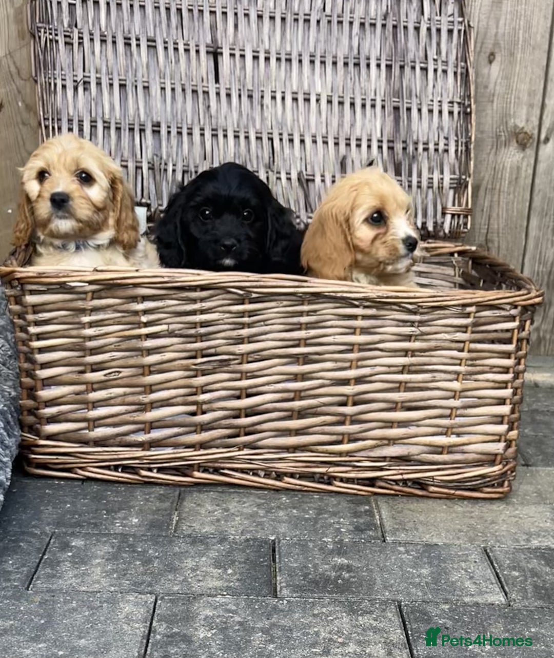 Cavapoo dogs for sale: F1 CAVAPOO PUPS  - Image 1