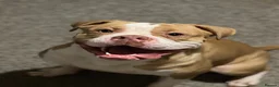 Alapaha Blue Blood Bulldog dogs for sale: Alpha blue blood bulldog  - Advert 1
