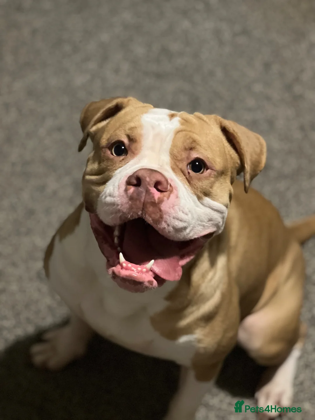Alapaha Blue Blood Bulldog dogs for sale: Alpha blue blood bulldog  - Advert 1