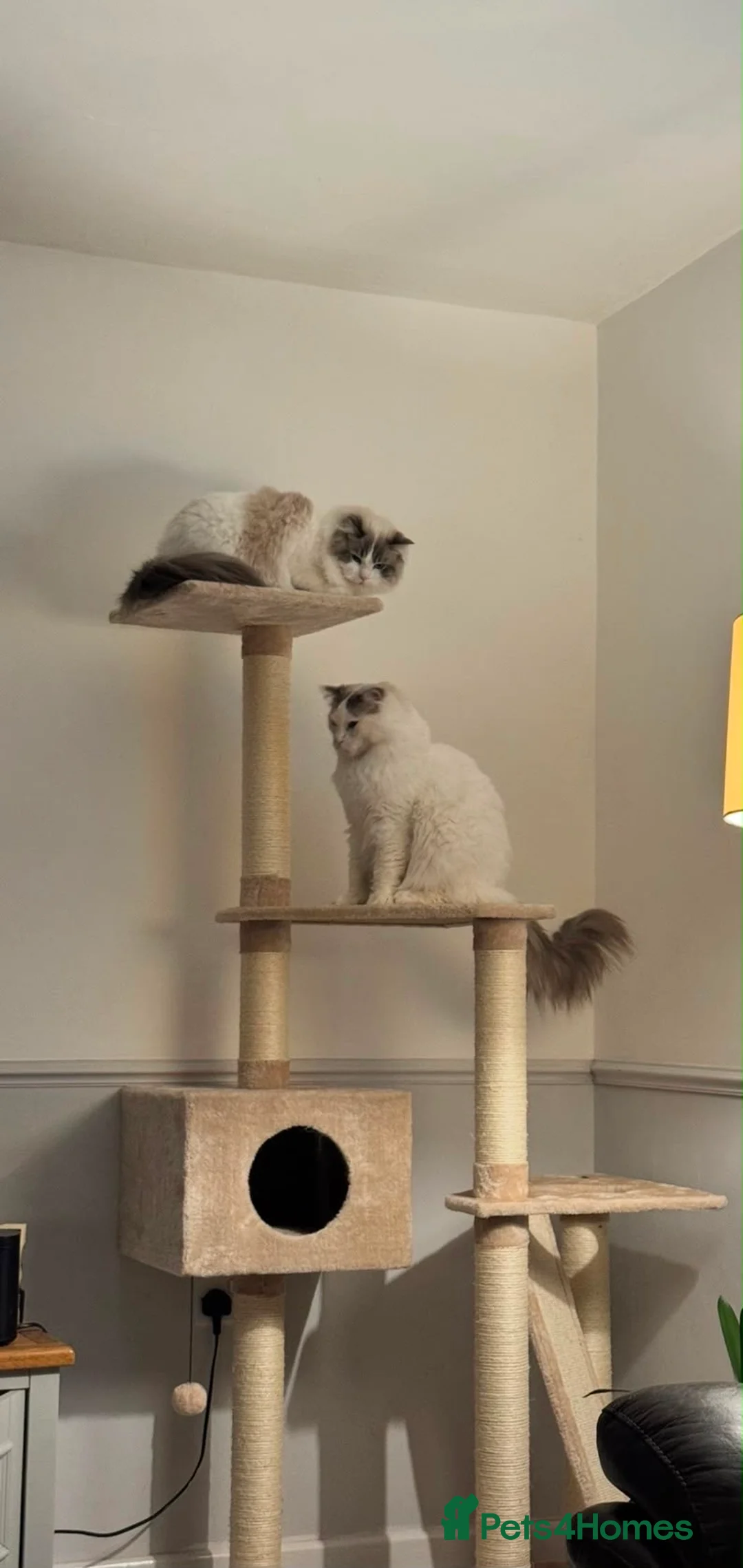 Ragdoll cats for sale: 2 Beautiful Ragdoll siblings for re-homing  - Advert 2