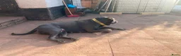 Cane Corso dogs for sale: 2x Cane Corso For Rehoming - Advert 3