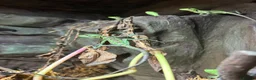 Iguana reptiles for sale: Casque Head Iguana Babies  - Advert 1