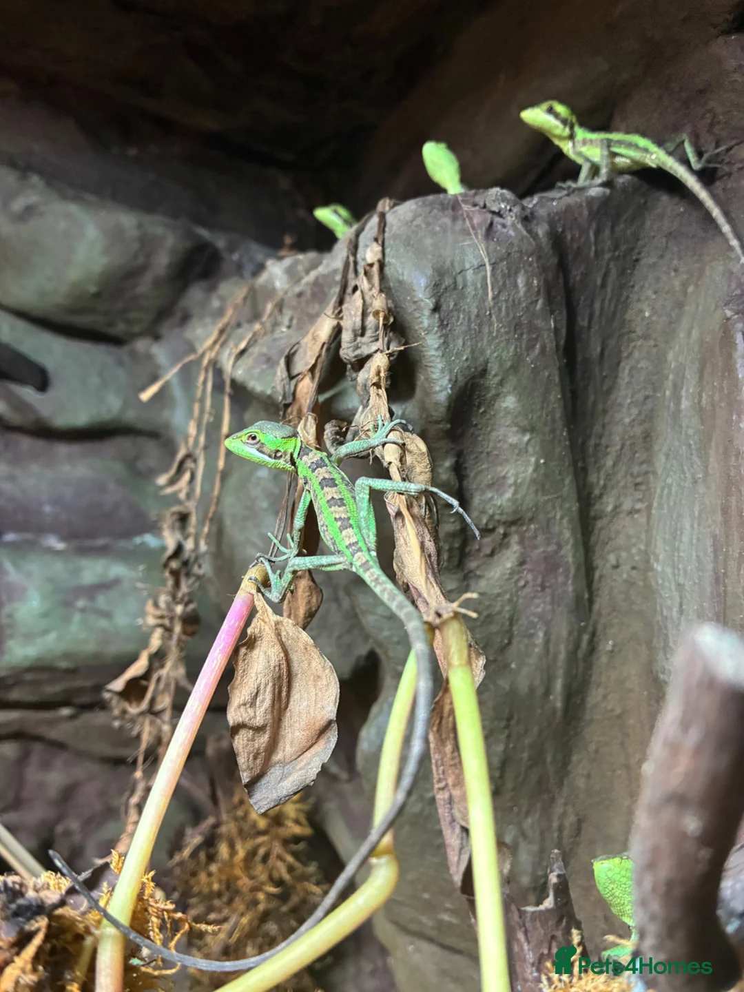 Iguana reptiles for sale: Casque Head Iguana Babies  - Advert 1
