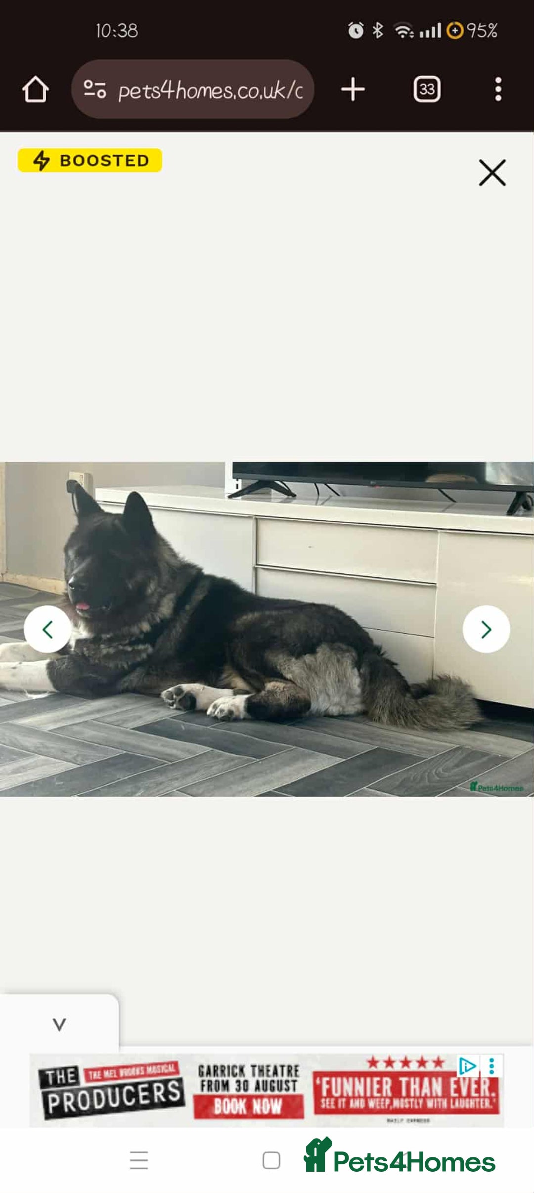 Akita dogs for sale: American akita sky  - Image 6