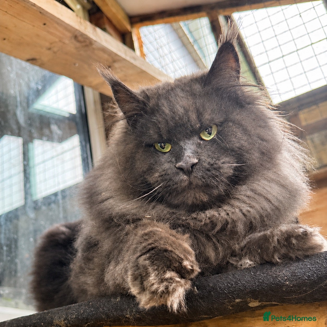 Maine Coon cats Outstanding TICA Maine Coons-Large European Lines  - Advert 2