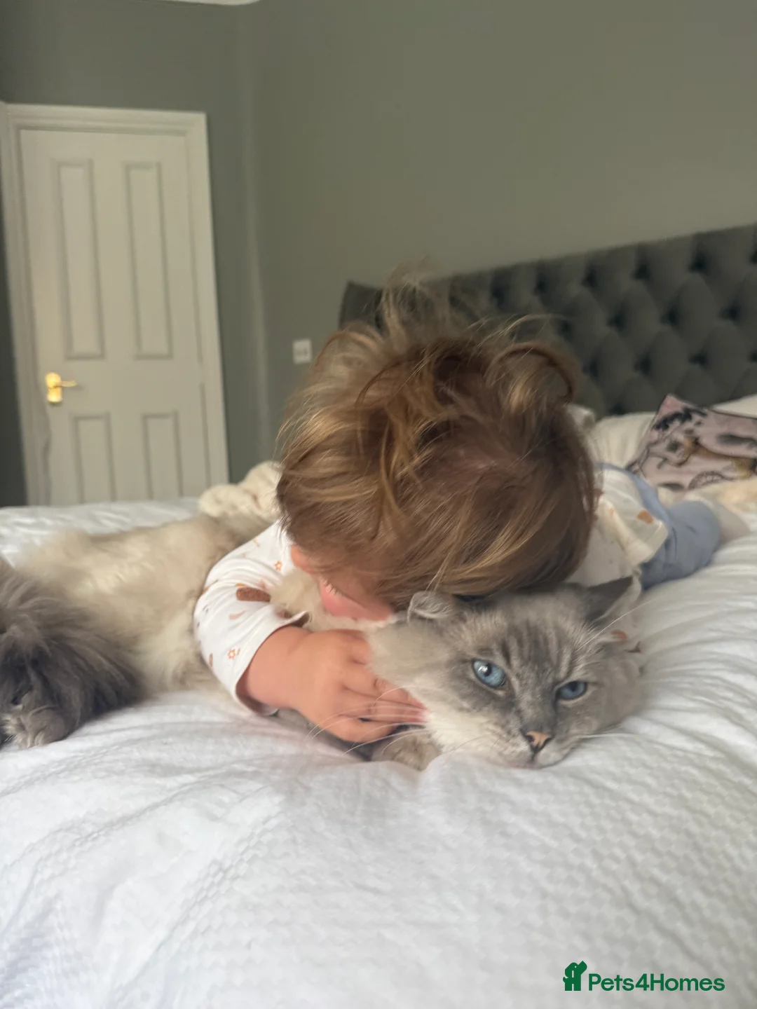 Ragdoll cats for stud: STUNNING PURE RAGDOLL - Advert 14