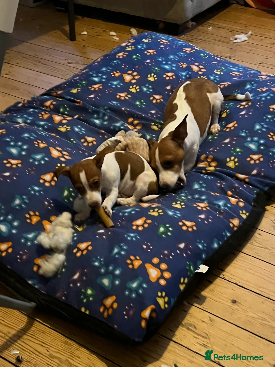 Jack Russell dogs for sale: Stunning Miniature Jack Russell Puppies!!! - Advert 9