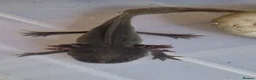 Axolotl reptiles for sale: Axolotl (Wild, Male) - Advert 5