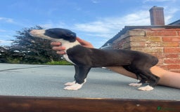 Whippet dogs for sale: 3 beautiful whippets  - Image 1