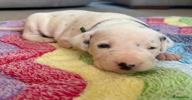 Dalmatian dogs - Advert 3