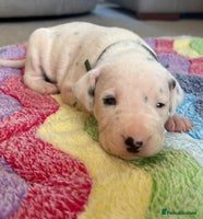 Dalmatian dogs - Advert 3