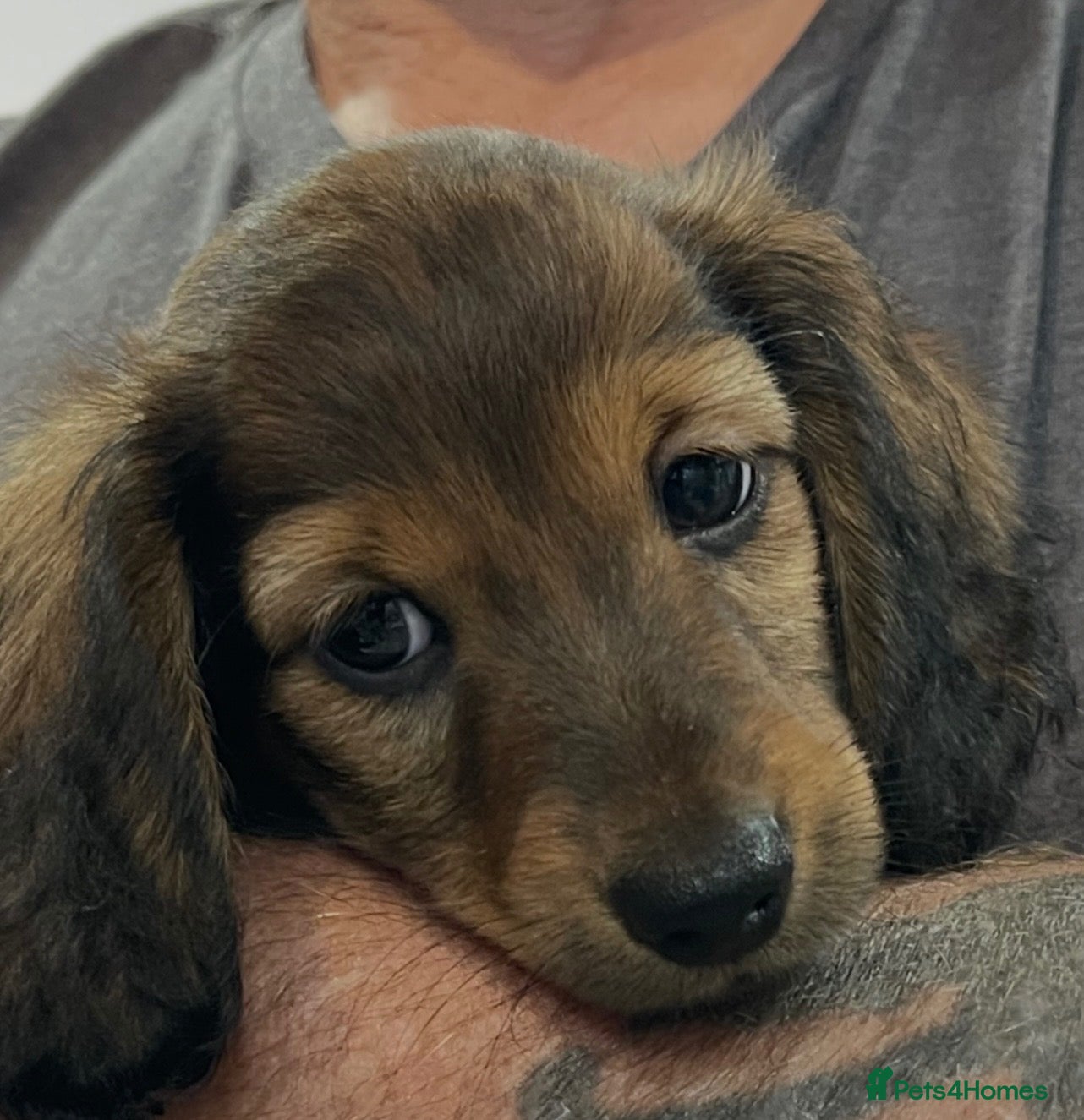 Dachshund dogs Miniature longhair dachshunds for sale - Advert 14