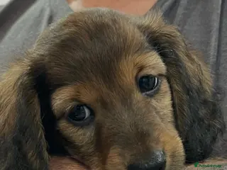 Dachshund dogs Miniature longhair dachshunds for sale - Advert 14