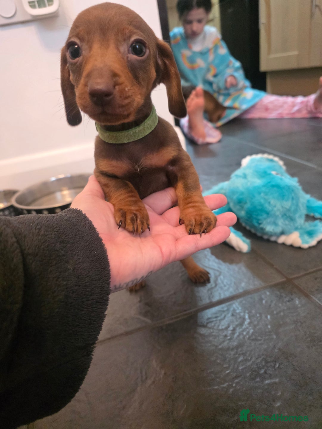 Dachshund dogs for sale: Dachshund  - Advert 10