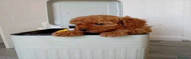Cavapoo Puppy 2