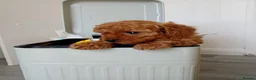Cavapoo dogs for sale: Rare Asian poodle x Cavapoo puppies  in Canvey Island - Advert 10