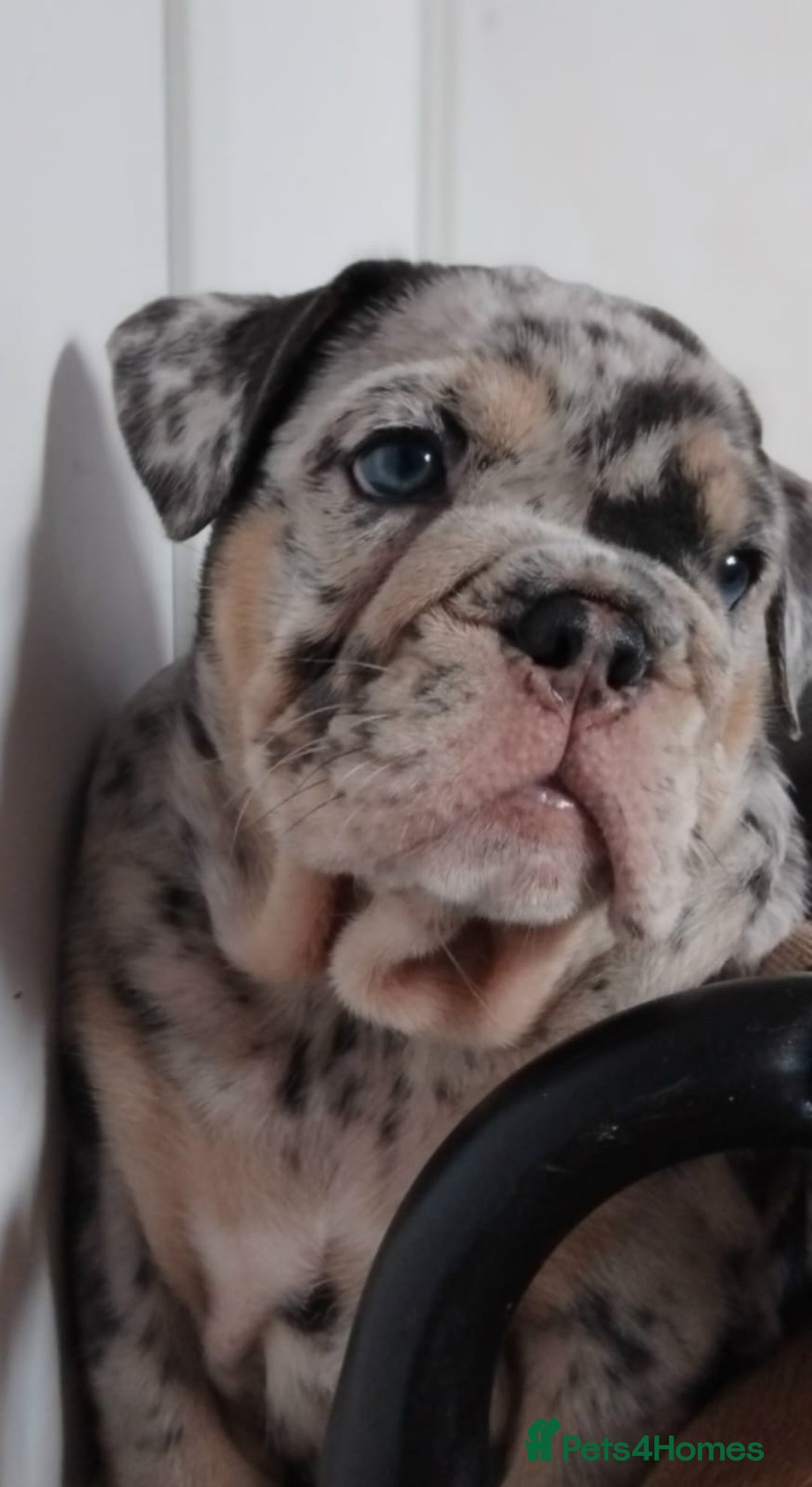 English Bulldog dogs for sale: Beautiful English Bulldog Puppies - Image 2