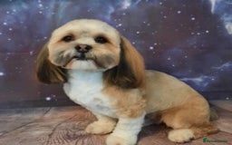 Lhasa Apso dogs for stud: KC reg Gorgeous Lhasa apso(PROVEN) in Irvine - Image 3