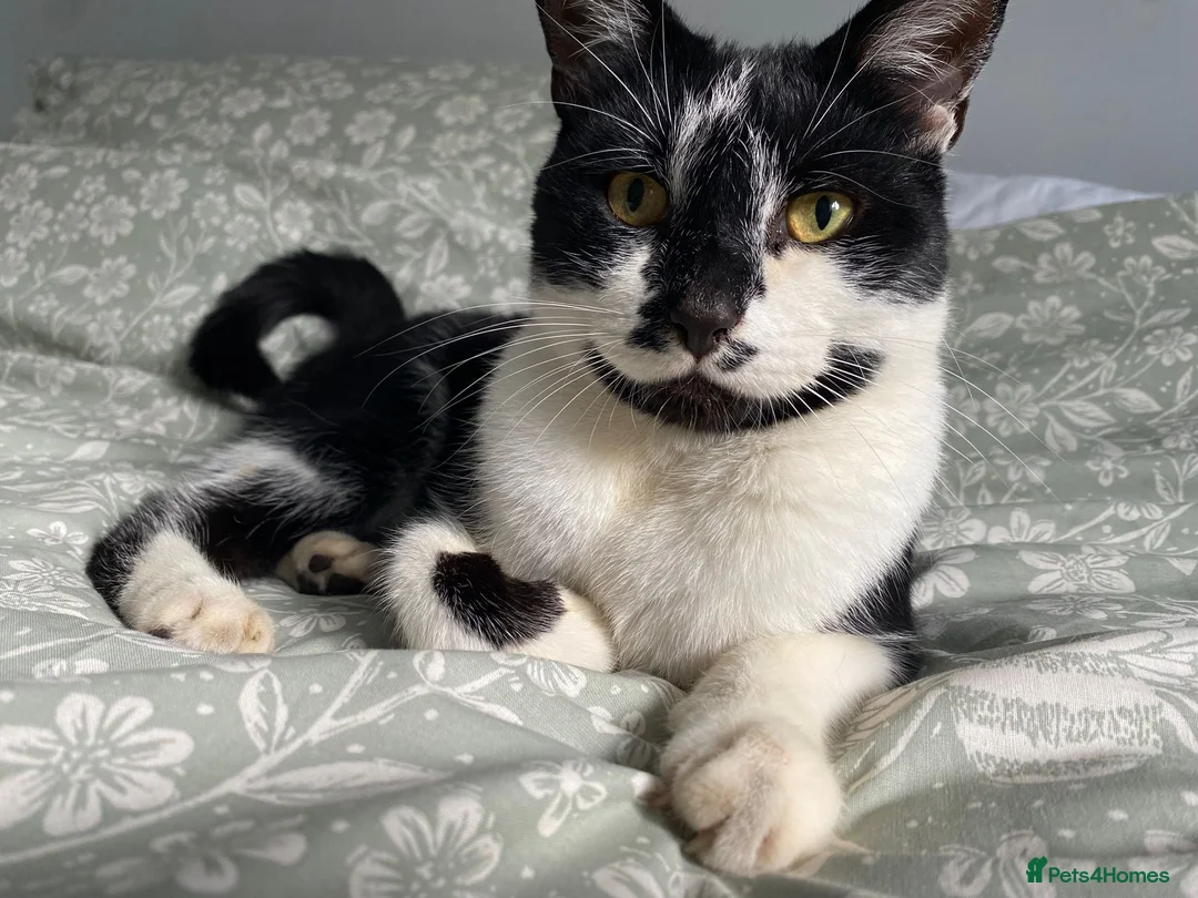 Mixed Breed cats for sale: Lovely male mixed breed 4 year old cat - Advert 5