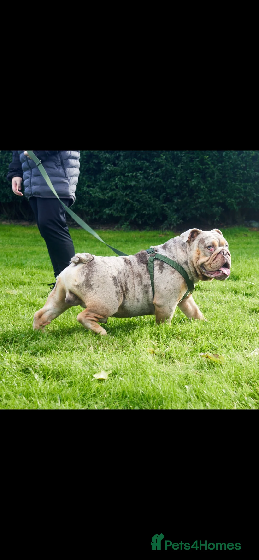 English Bulldog dogs for stud: lilac tri Merle stud in Manchester - Advert 10
