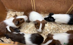 Guinea Pig rodents for sale: Bonded boars/boys - Image 3