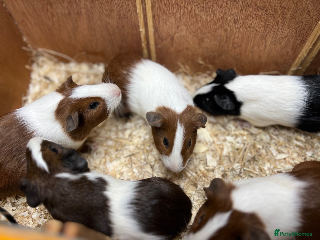 Guinea Pig rodents for sale: Bonded boars/boys - Image 3