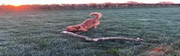 Golden Retriever dogs for sale: Beautiful boy in need of a new home  - Advert 4