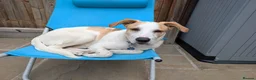 Mixed Breed dogs for adoption: 🌿 Meet Milo – Your Next Adventure Buddy! 🐾 - Advert 10