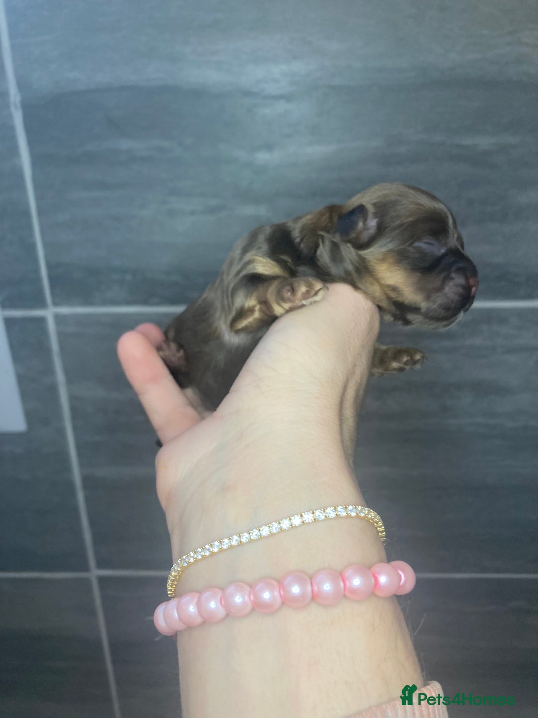 Shihpoo dogs for sale: Read the advert 5 star rated Toy shihpoo puppies - Image 5