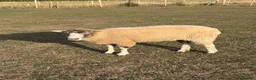 Sheep livestock for sale: 2 x pet sheep looking for loving home in Farnham - Advert 6