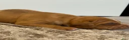 Staffordshire Bull Terrier dogs for sale: Stunning Staffordshire Terrier Puppies 18th June🐾 - Advert 24