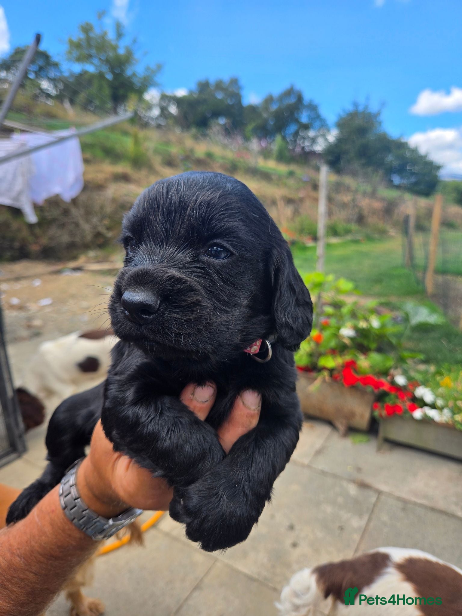 Cocker Spaniel dogs Stunning Working Cocker Spaniel Pups - Advert 2