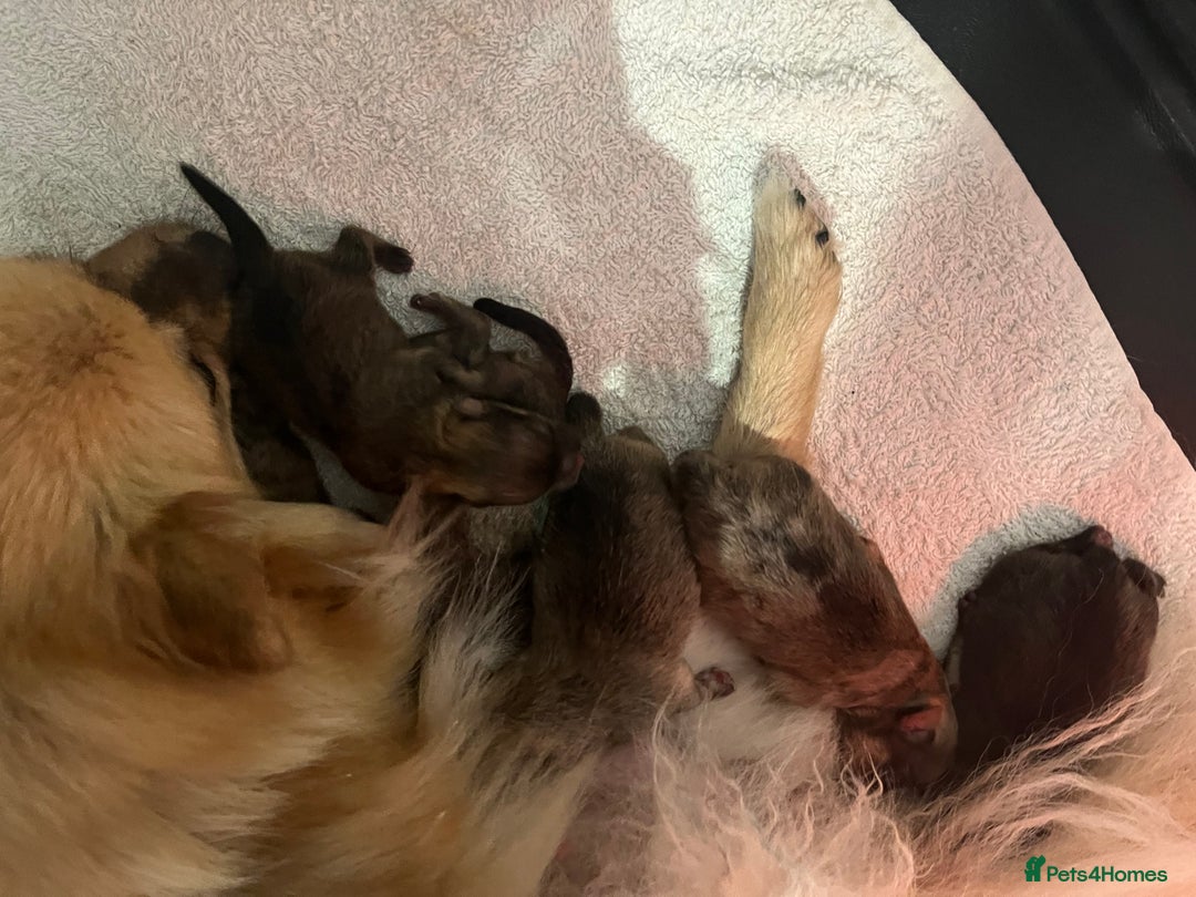 Pomeranian dogs for stud: For stud  in Billingham - Image 12