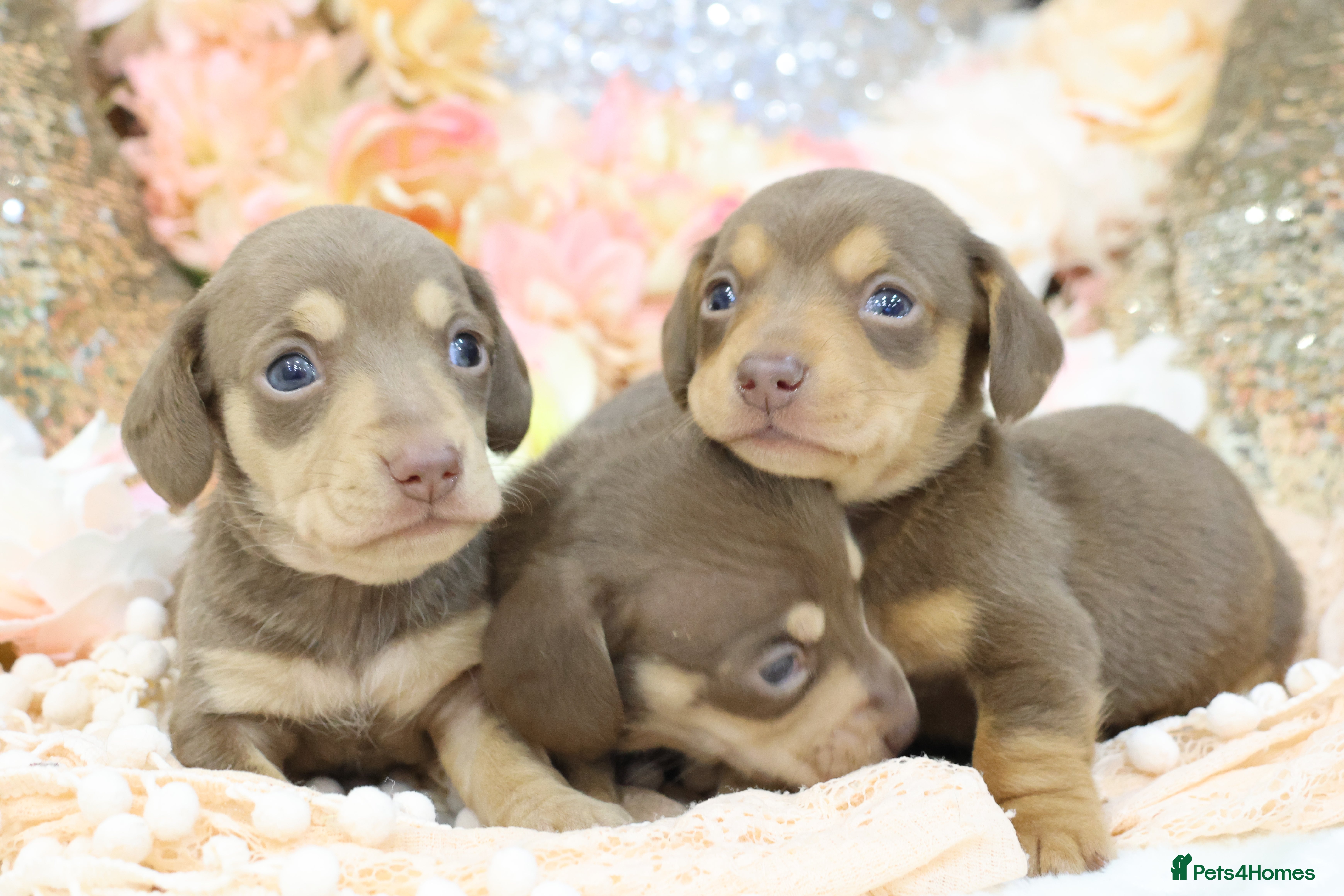Miniature Dachshund dogs KC Miniature Dachshund Puppies - Advert 4