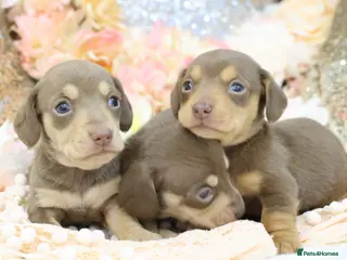 Miniature Dachshund dogs KC Miniature Dachshund Puppies - Advert 1