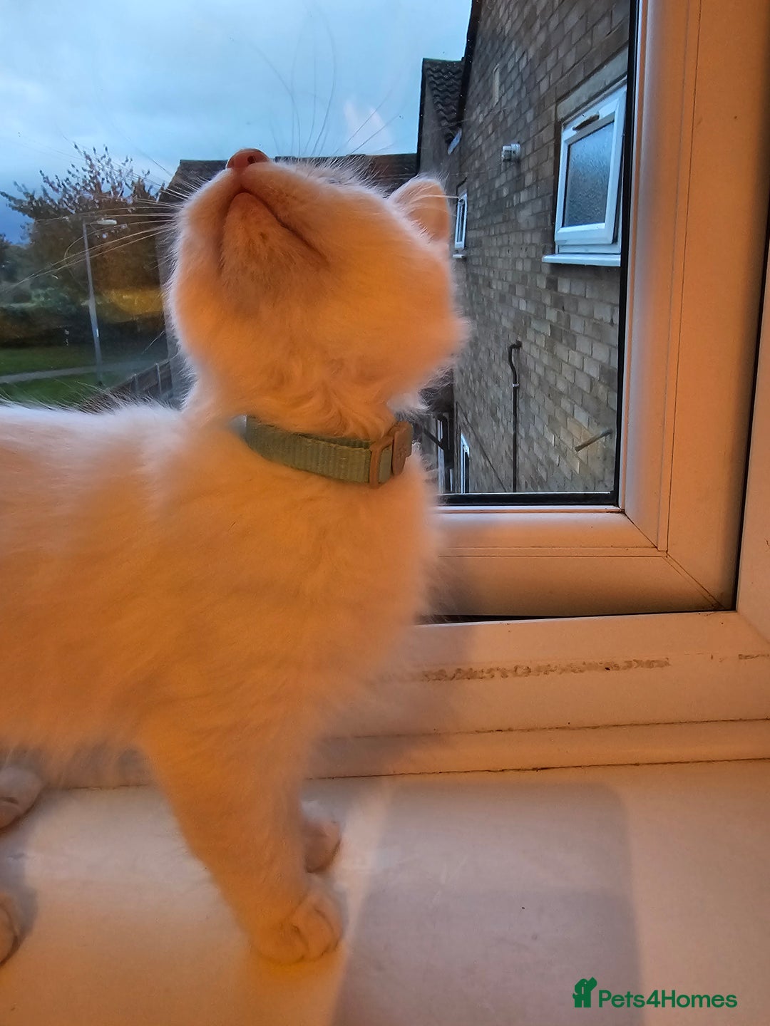 Ragdoll cats for sale: Loving half Ragdolls - Image 23