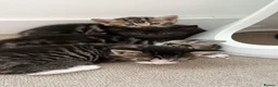 Domestic Shorthair cats for sale: Pretty nice kittens to rehome  - Advert 5