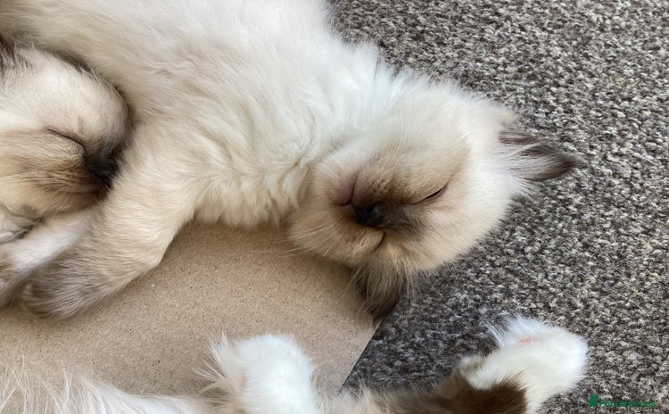 Ragdoll cats - Advert 10