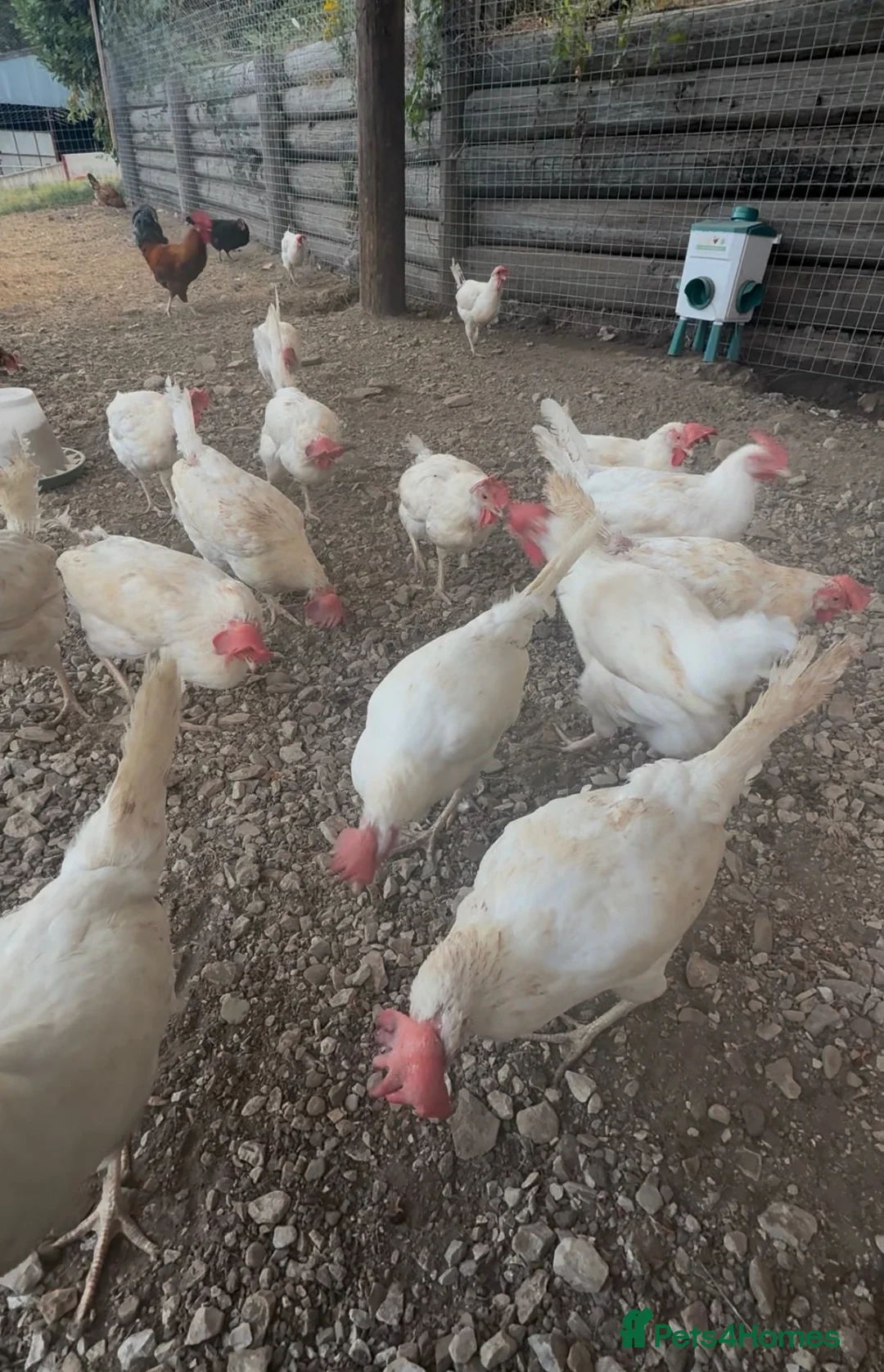 Chickens poultry for sale: Laying hens  in Llangollen - Advert 2