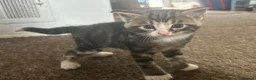 Mixed Breed cats for sale: Three Handsome Tabbies for sale!  in Fareham - Advert 17